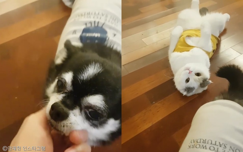 노트펫