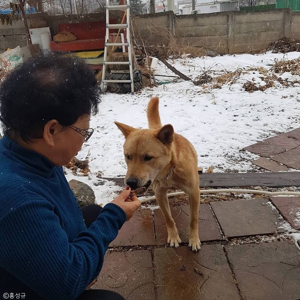 노트펫