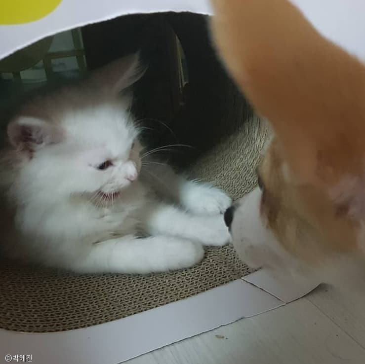 노트펫