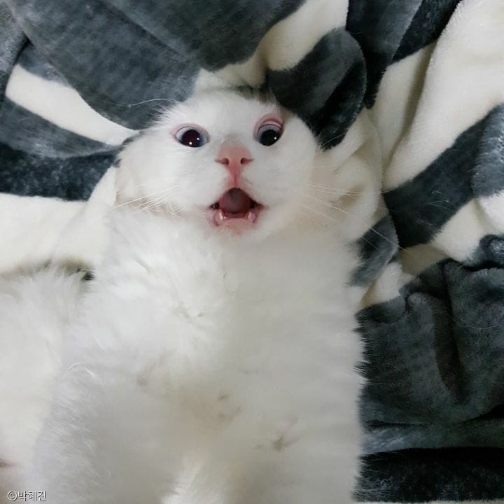 노트펫