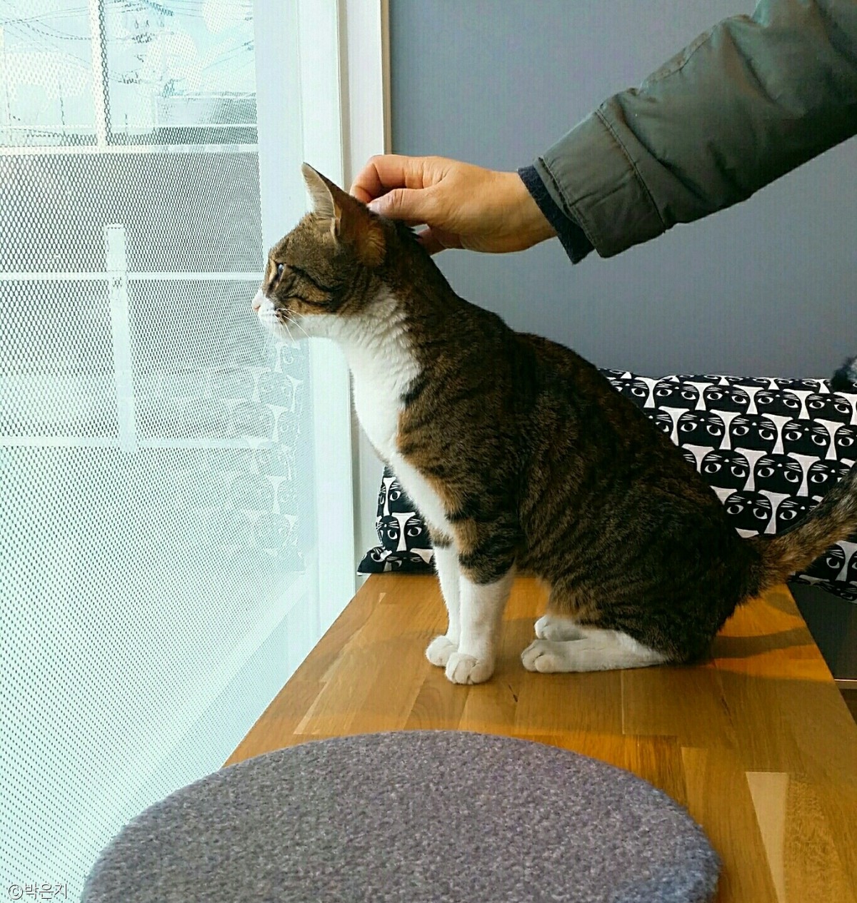 노트펫