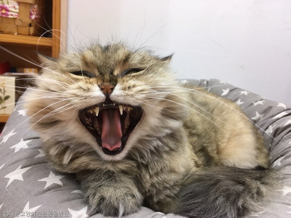 노트펫