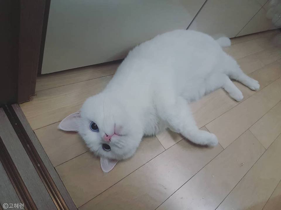 노트펫
