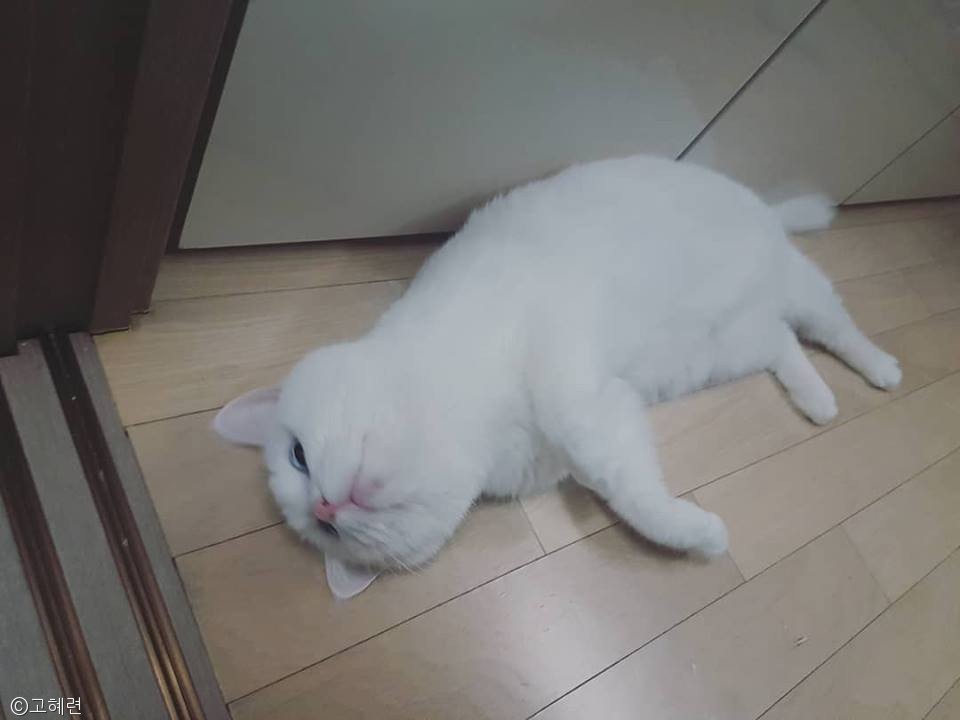 노트펫