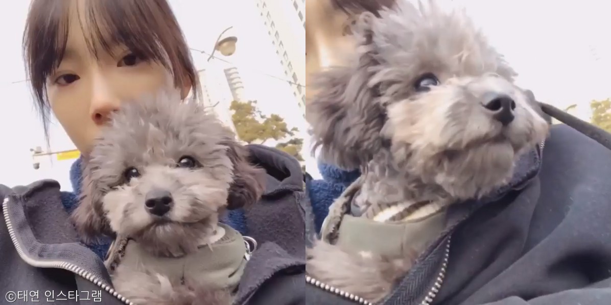 노트펫