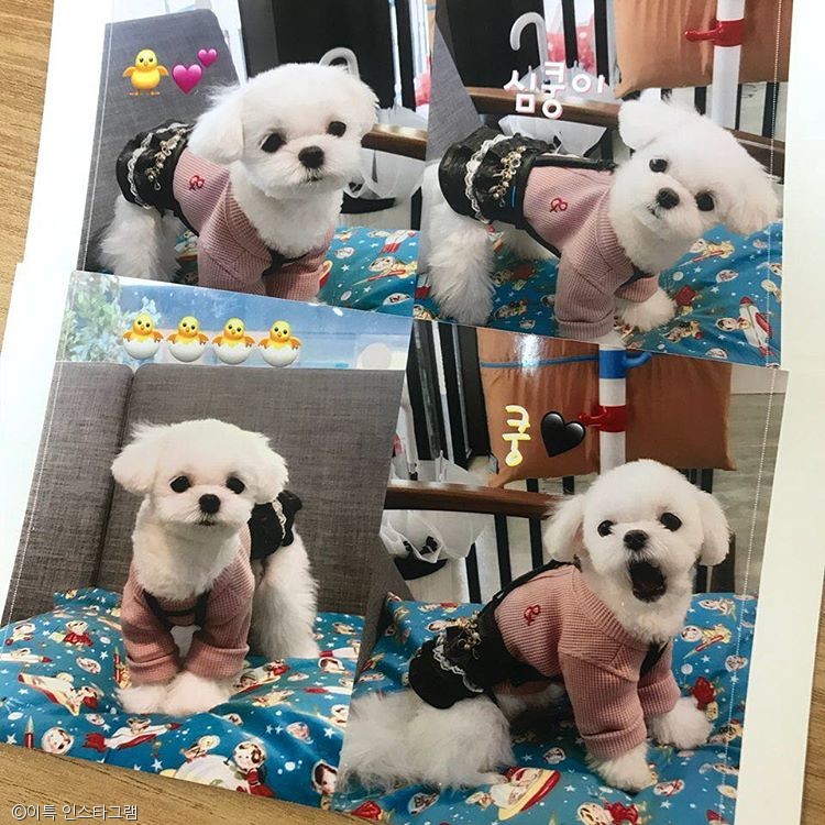 노트펫