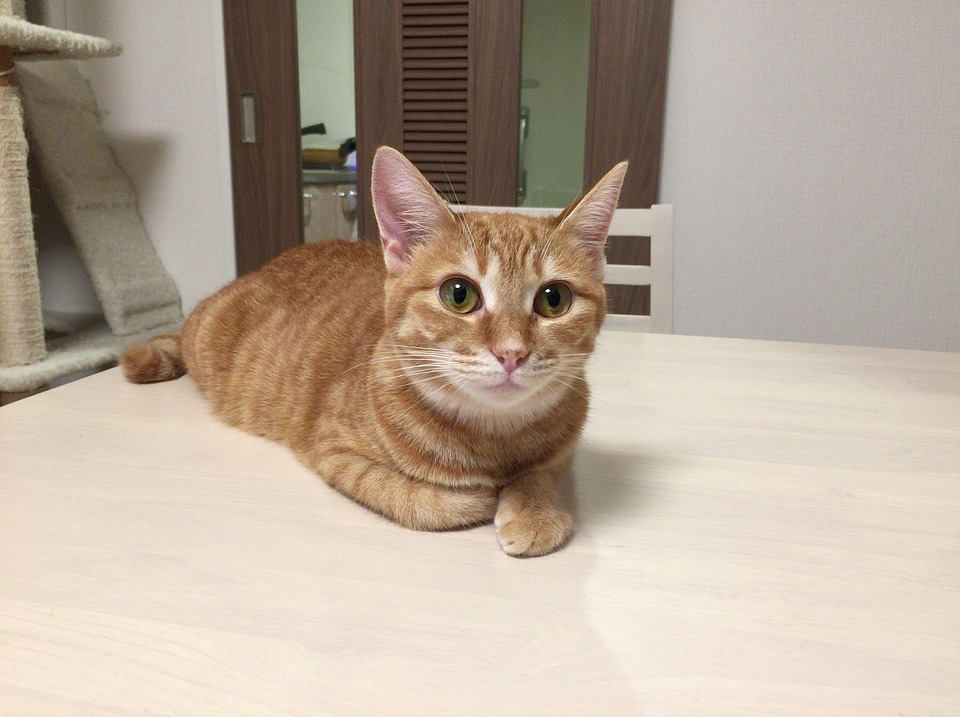 노트펫