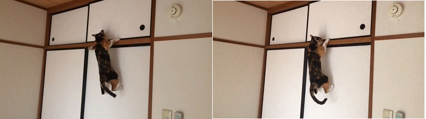 노트펫