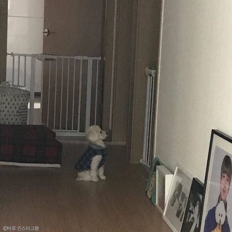 노트펫