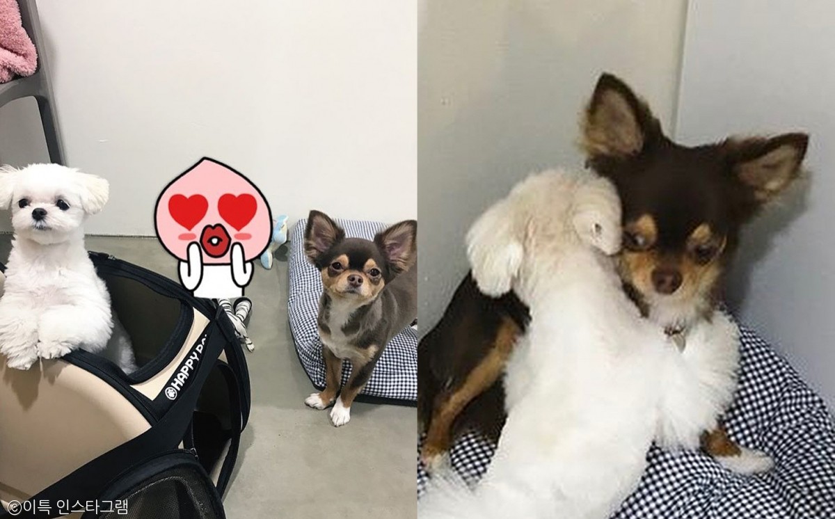 노트펫