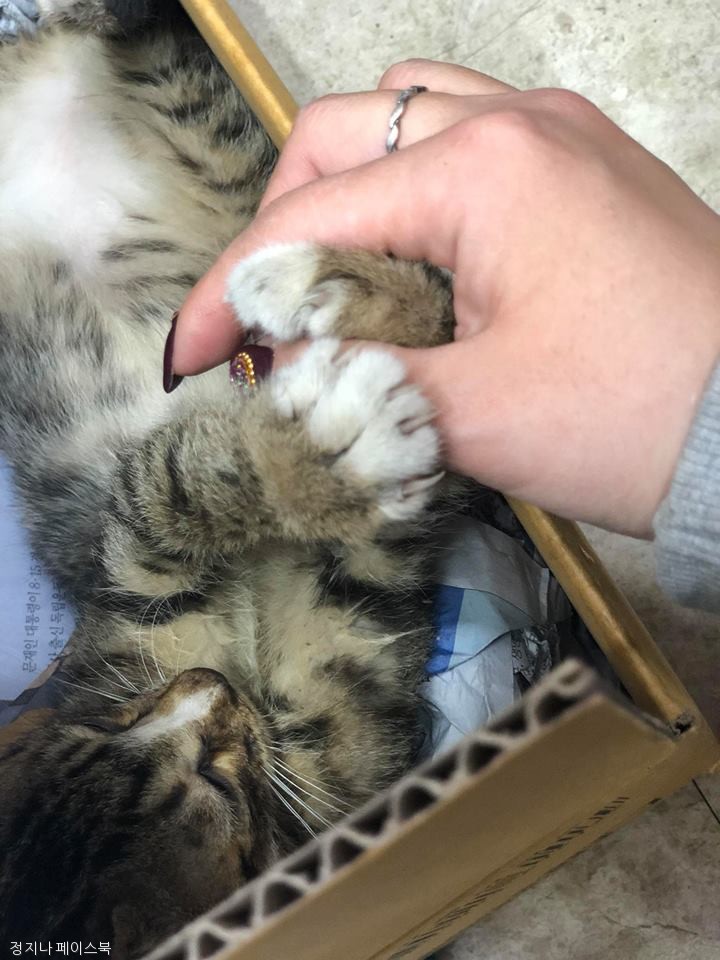노트펫