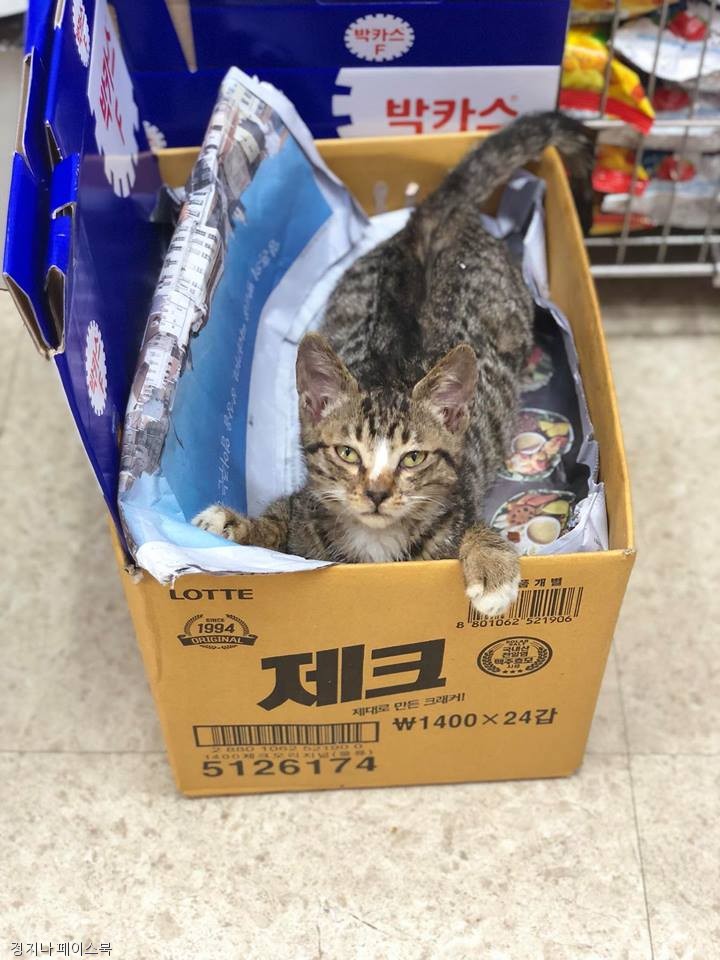 노트펫