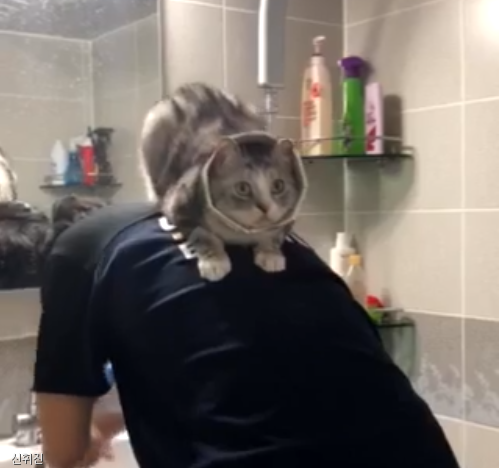 노트펫