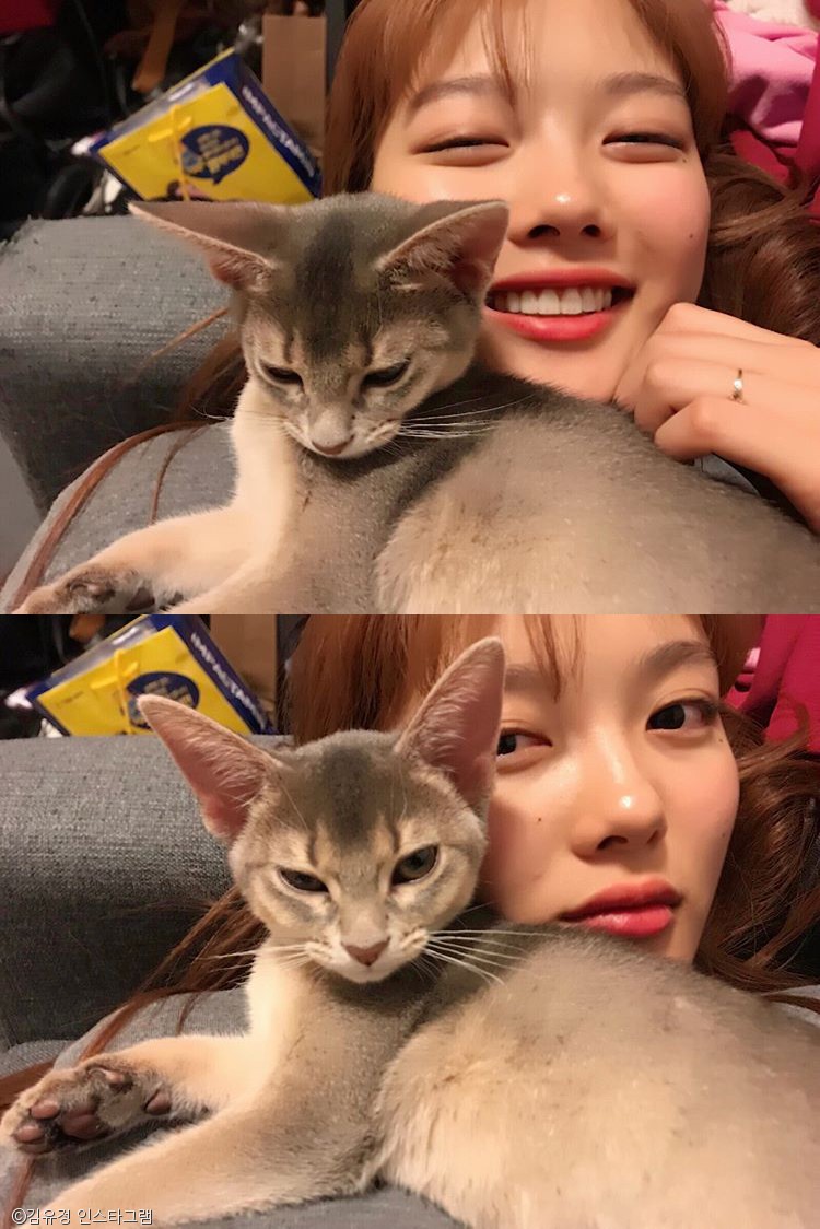 노트펫