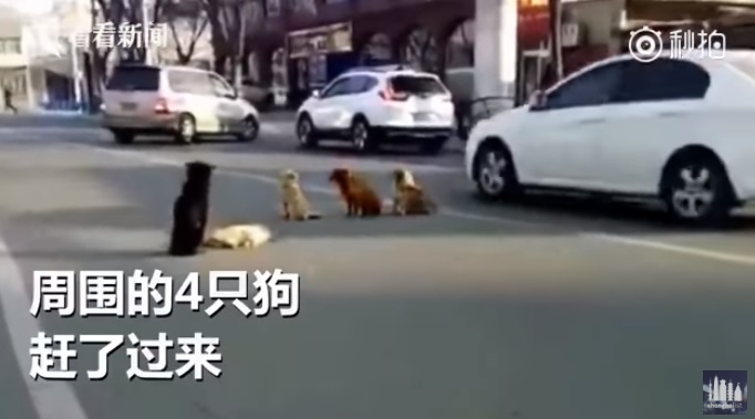 노트펫