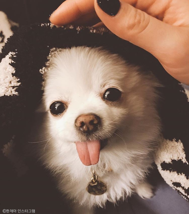 노트펫
