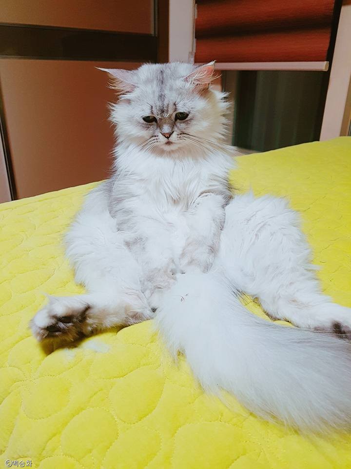 노트펫