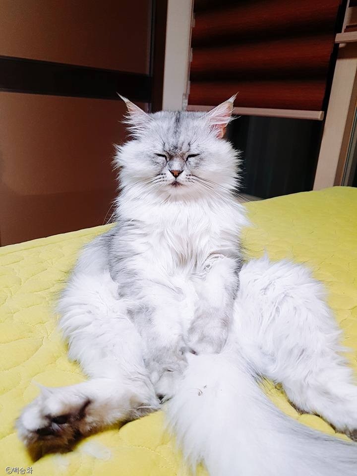 노트펫