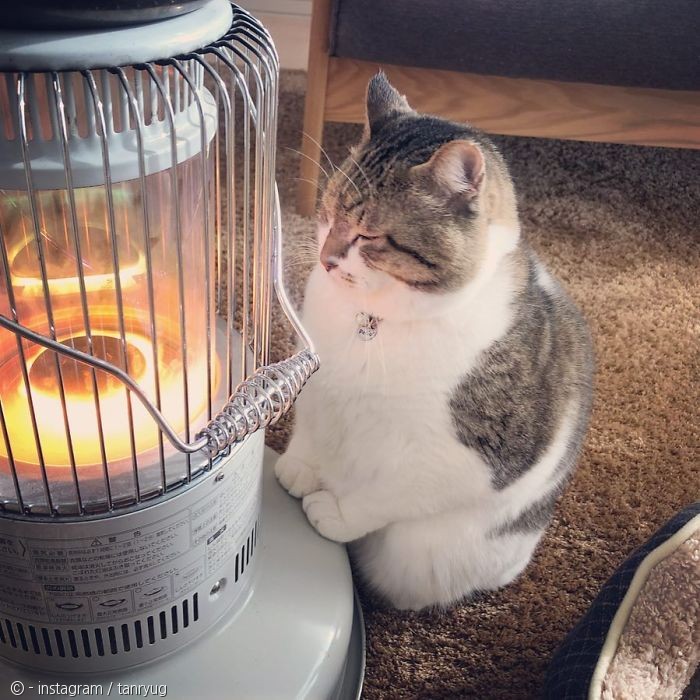 노트펫