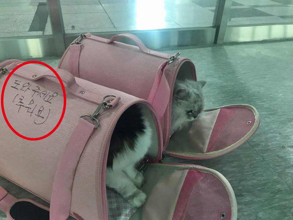 노트펫