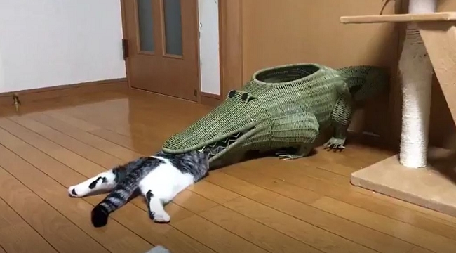 노트펫