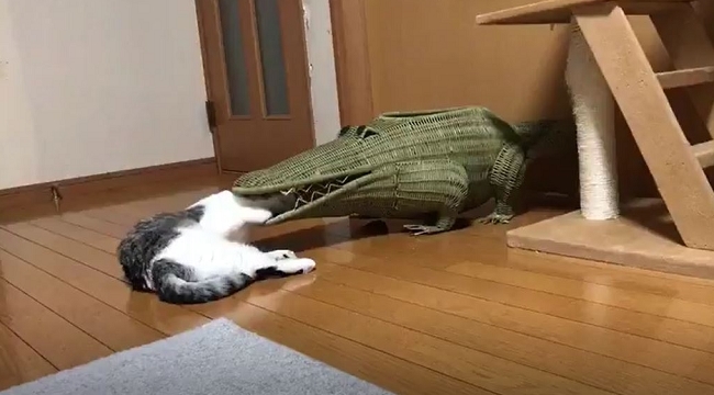 노트펫