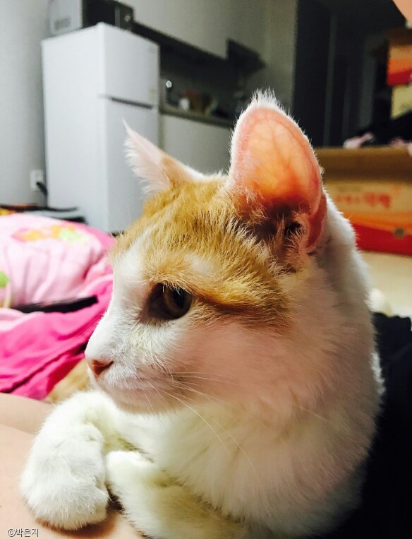 노트펫