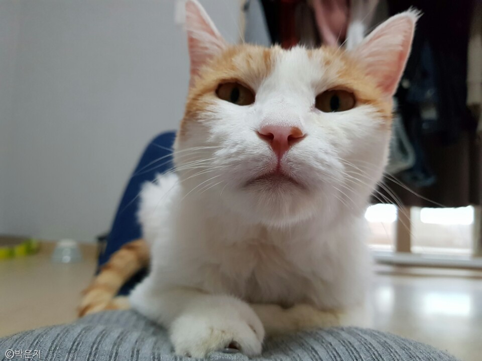 노트펫