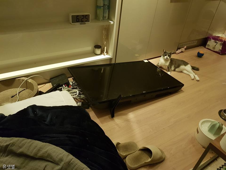 노트펫