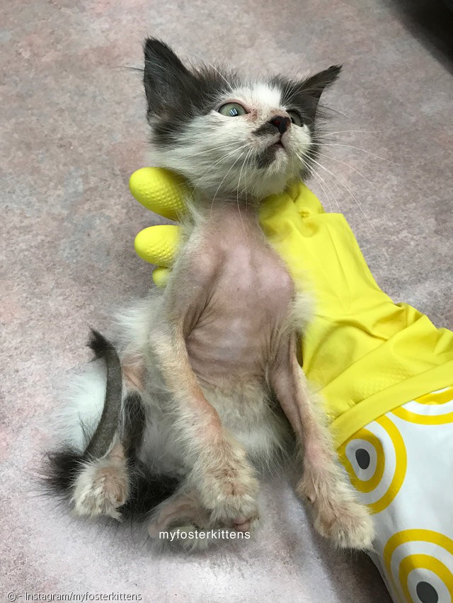 노트펫