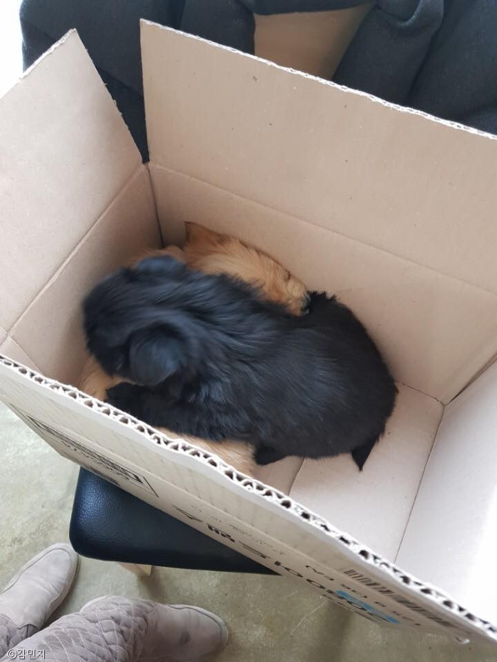 노트펫