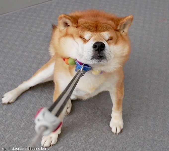 노트펫