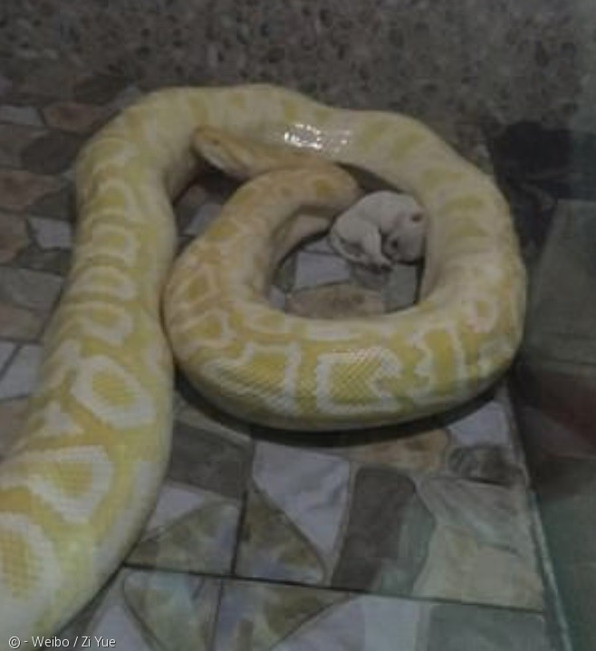 노트펫