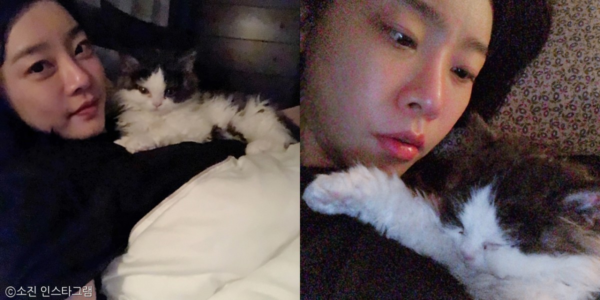 노트펫