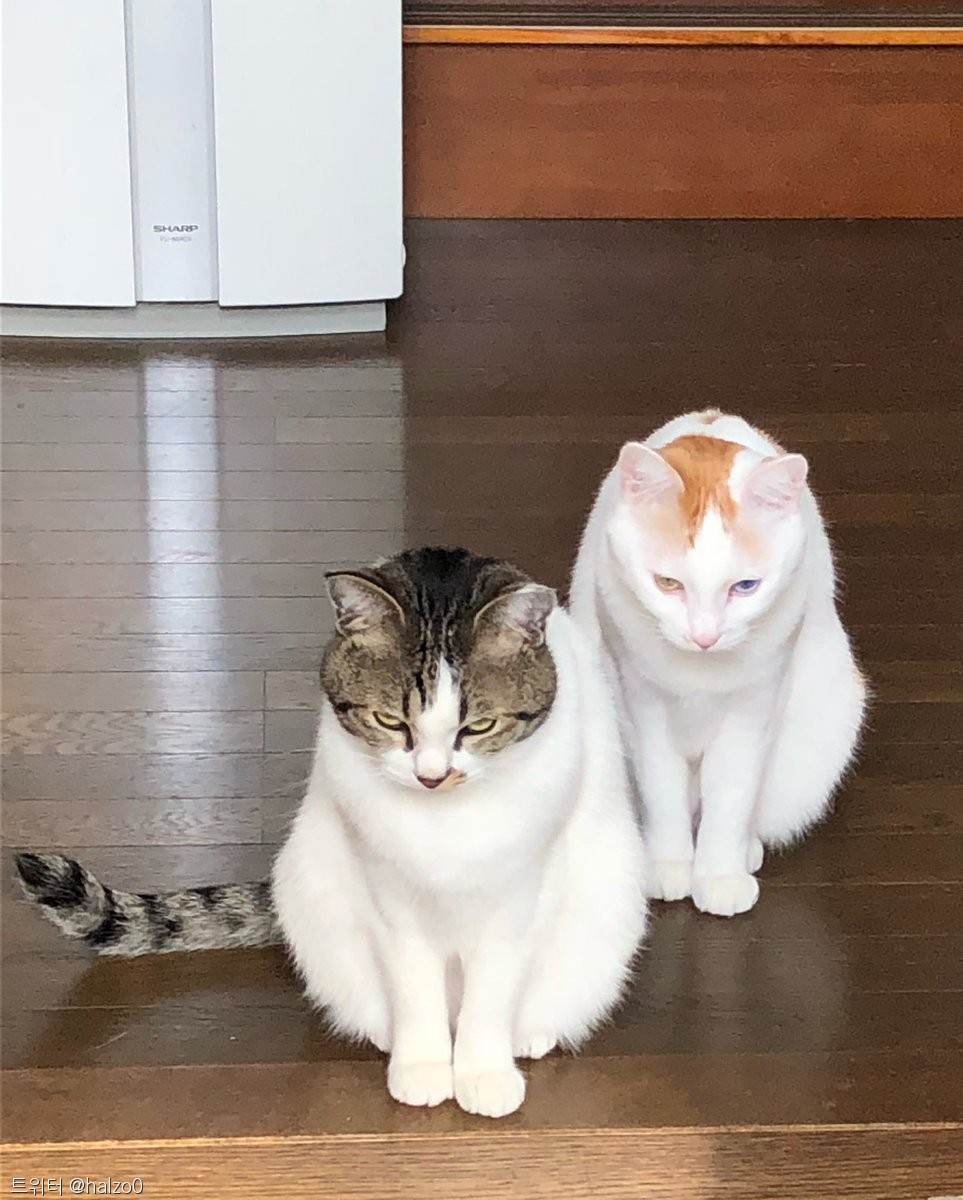 노트펫