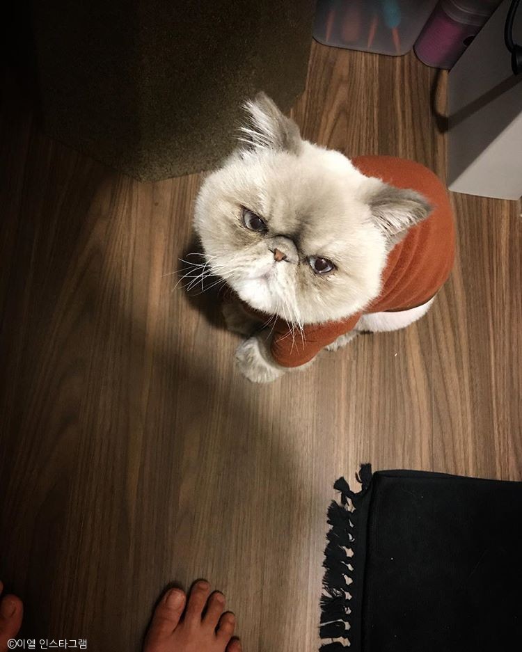 노트펫