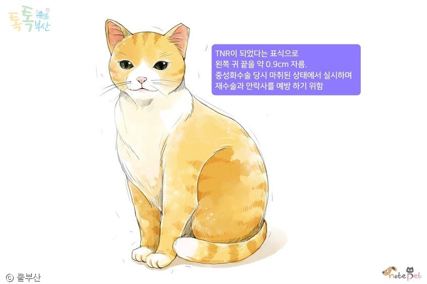 노트펫