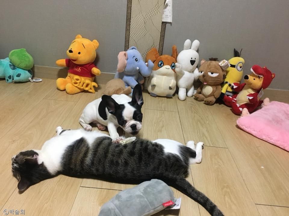노트펫