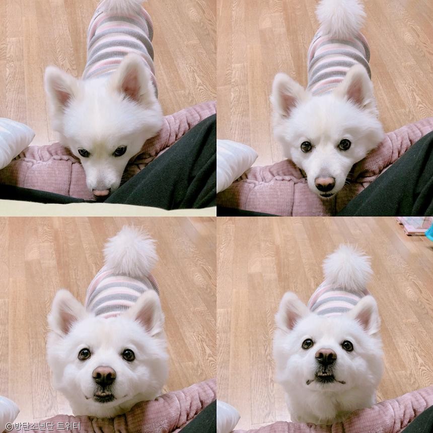 노트펫