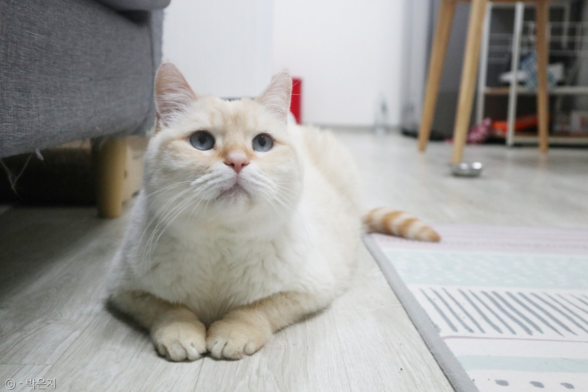 노트펫