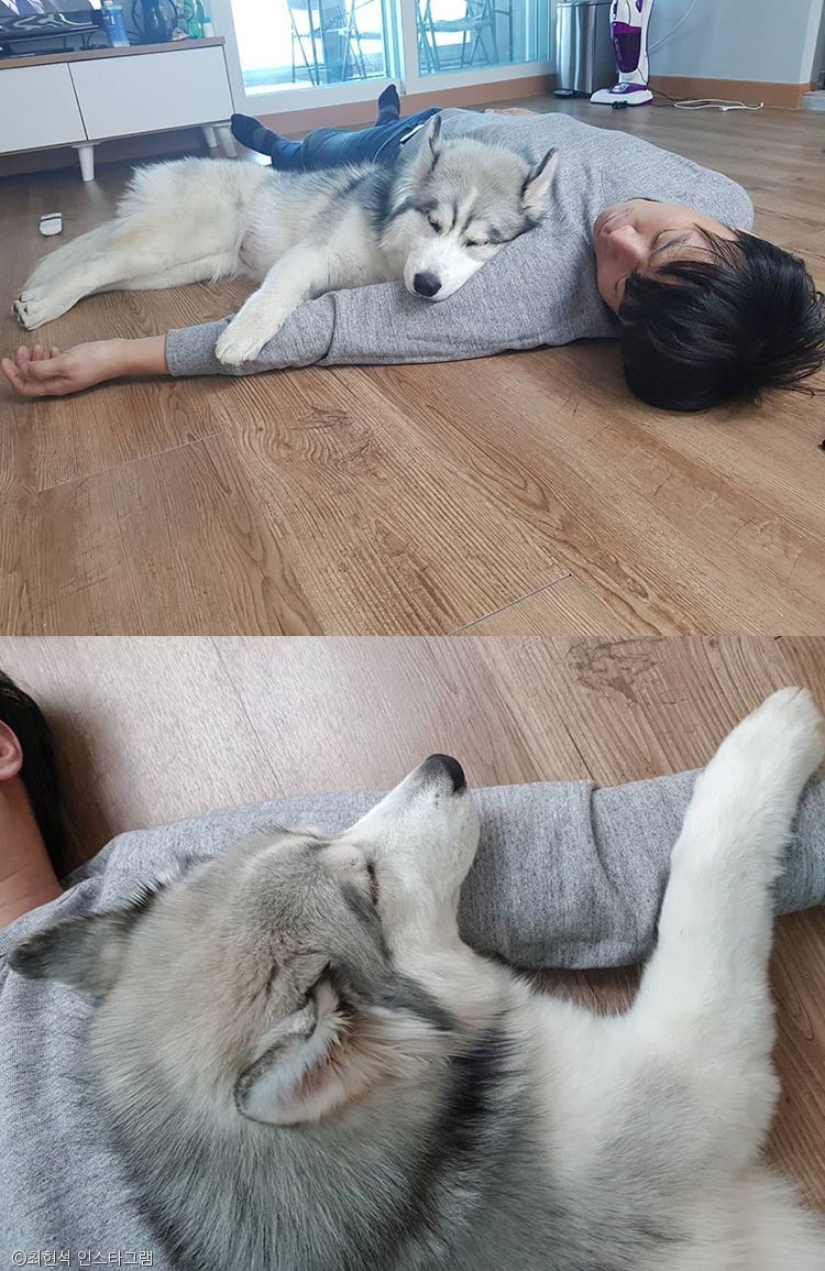 노트펫