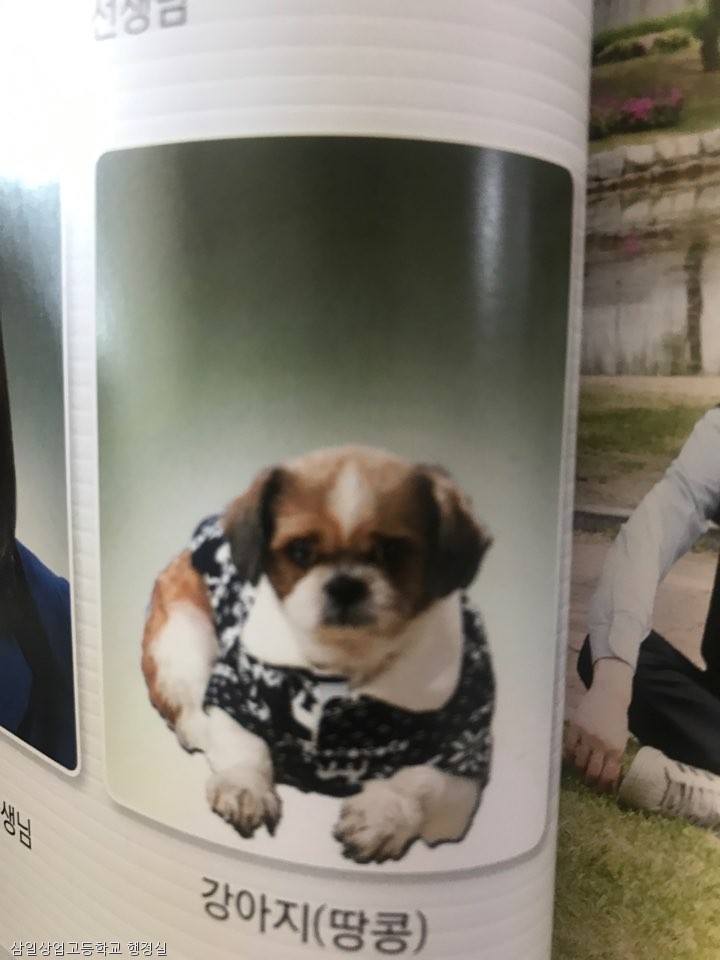 노트펫