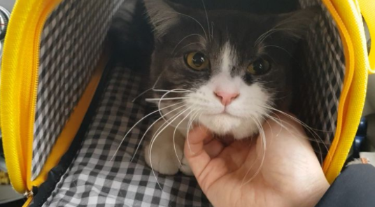 노트펫