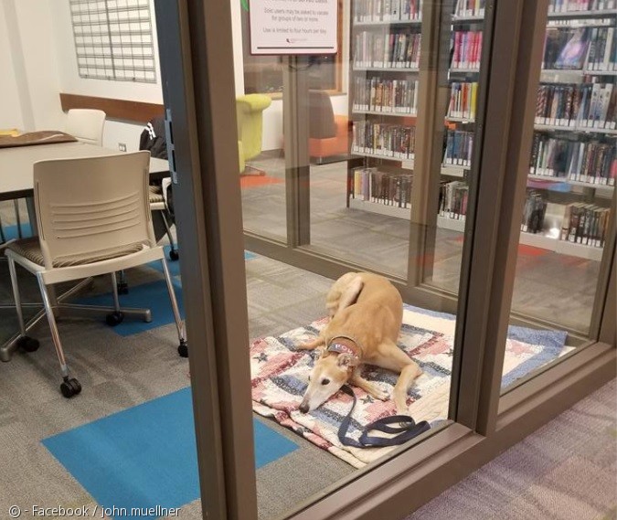 노트펫