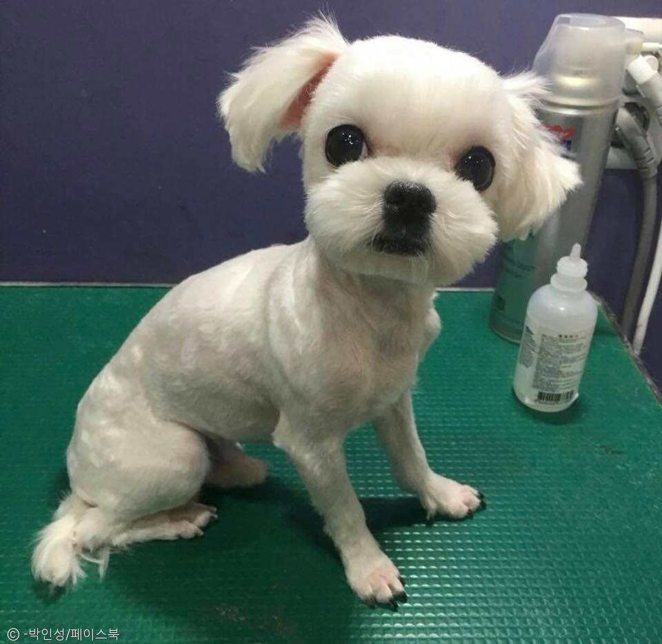 노트펫