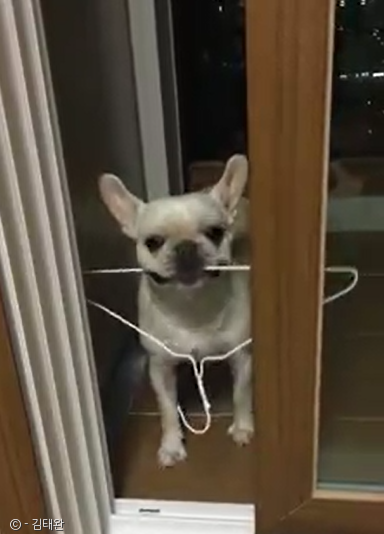 노트펫