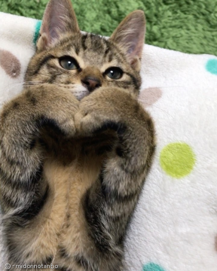 노트펫
