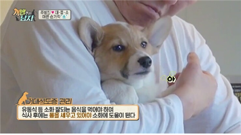노트펫
