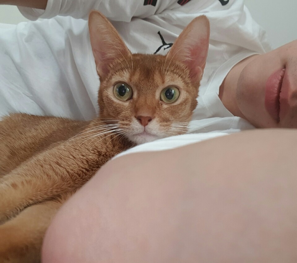 노트펫