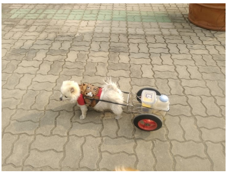 노트펫
